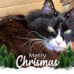 Meet your Posher, Sheila